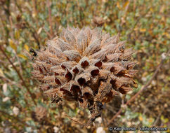 Imagem de Salvia clevelandii (A. Gray) Greene