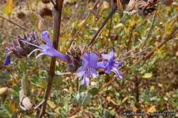 Imagem de Salvia clevelandii (A. Gray) Greene