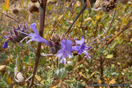 Image of fragrant sage