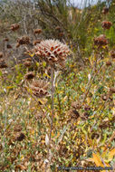 Salvia clevelandii (A. Gray) Greene resmi