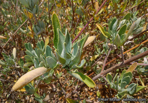 Imagem de Salvia clevelandii (A. Gray) Greene