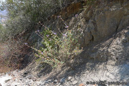 Salvia clevelandii (A. Gray) Greene resmi