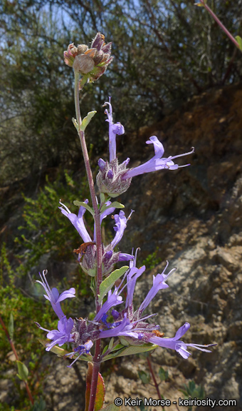 Salvia clevelandii (A. Gray) Greene resmi