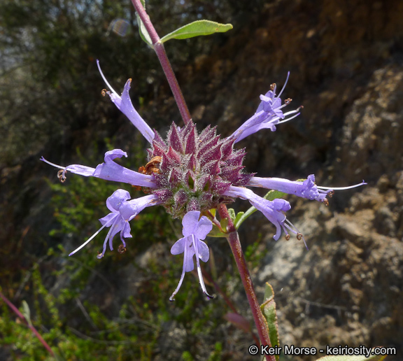 Imagem de Salvia clevelandii (A. Gray) Greene