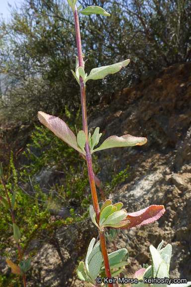 Salvia clevelandii (A. Gray) Greene resmi