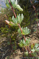 Salvia clevelandii (A. Gray) Greene resmi