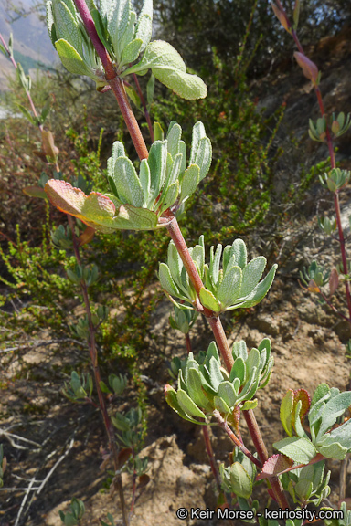 Imagem de Salvia clevelandii (A. Gray) Greene