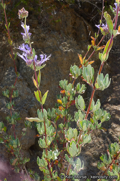 Imagem de Salvia clevelandii (A. Gray) Greene