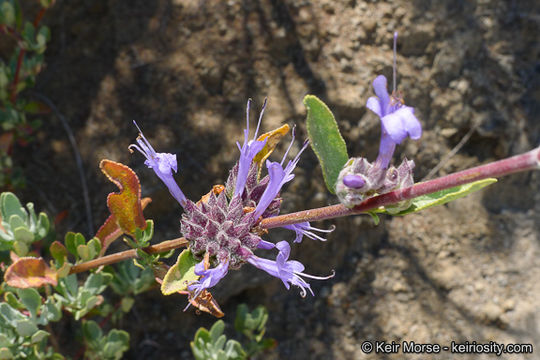 Image of fragrant sage