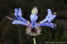 Imagem de Salvia clevelandii (A. Gray) Greene