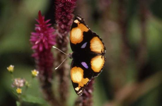 Image of Yellow Pansy