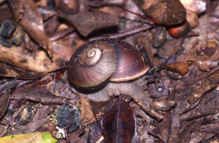 Imagem de Helicophanta A. Férussac 1821