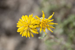 Image of Isocoma gypsophila B. L. Turner