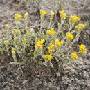 Слика од Isocoma gypsophila B. L. Turner