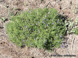 Image of Parish's nightshade