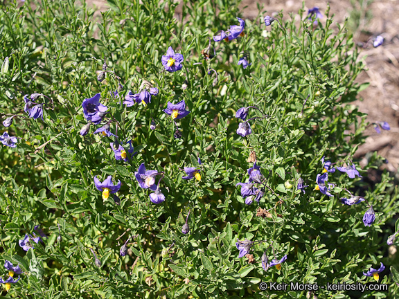 Image of Parish's nightshade