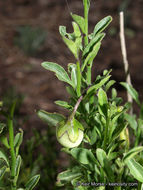 Image of Parish's nightshade