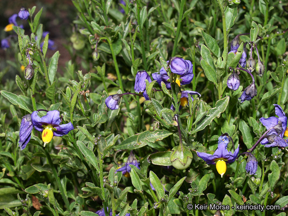 Image of Parish's nightshade