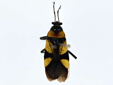 Image of bordered plant bugs