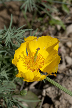 Image of Mexican tulip poppy