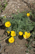 Image of Mexican tulip poppy