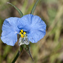 Sivun Commelina erecta L. kuva