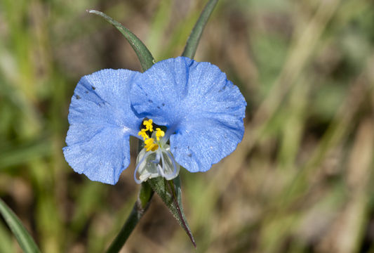 Commelina erecta L. resmi