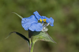 Image of Blousel Blommetjie