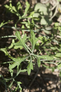 Image of slimlobe globeberry