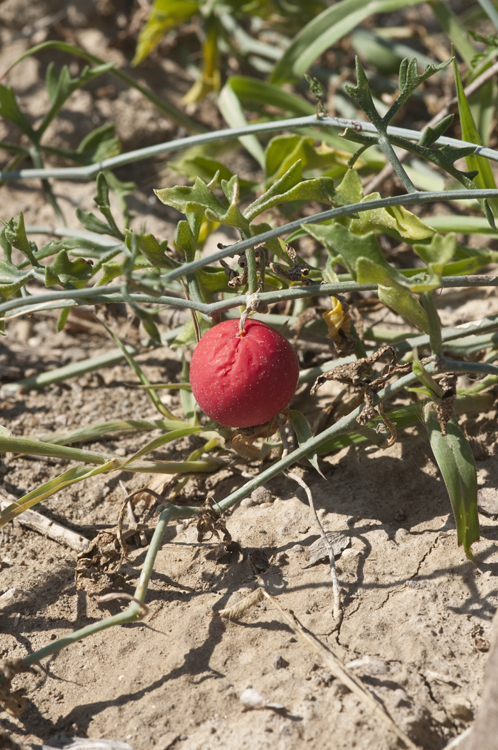Image of slimlobe globeberry