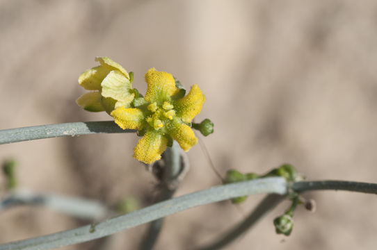 Image of slimlobe globeberry