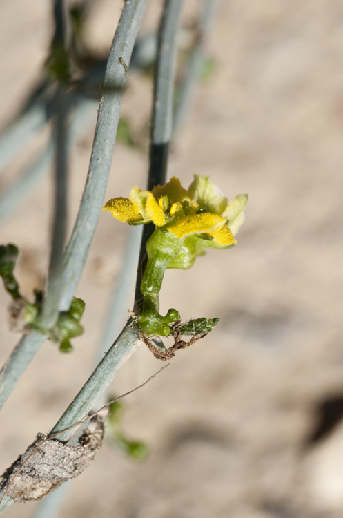 Image of slimlobe globeberry