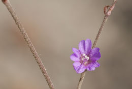 Image of <i>Mirabilis microchlamydea</i>