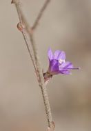 Image of <i>Mirabilis microchlamydea</i>