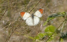 Слика од Colotis pallene (Hopffer 1855)