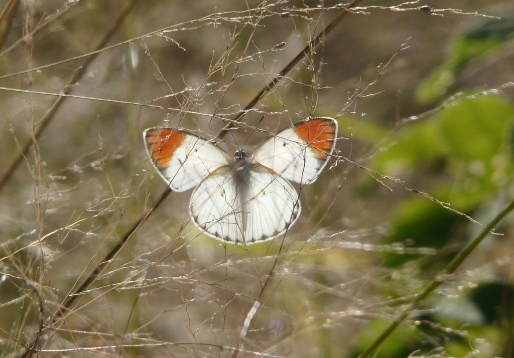 Image of Colotis pallene (Hopffer 1855)