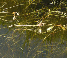 Image of American Pondweed