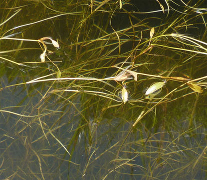 Image of American Pondweed