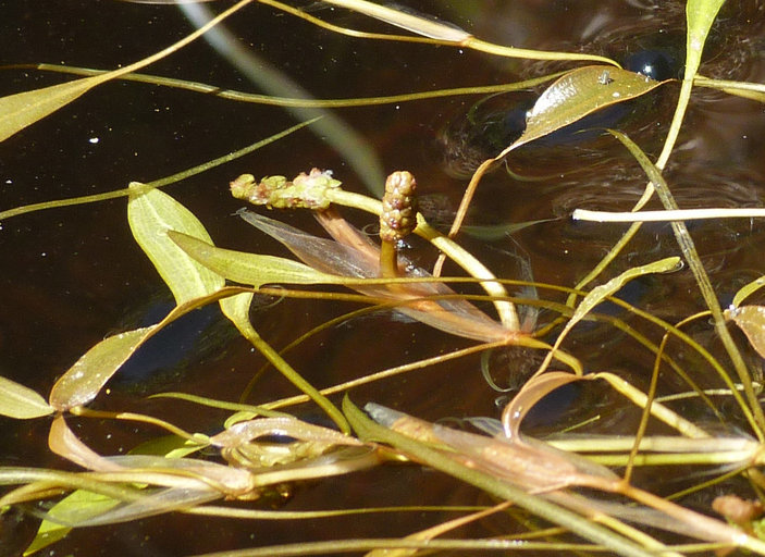 Image of American Pondweed