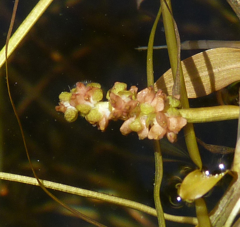 Image of American Pondweed