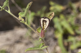 Image of Cory's dutchman's pipe