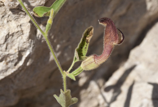 Image de Aristolochia coryi I. M. Johnston