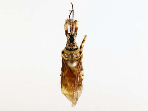 صورة Agriocoris Stål 1866