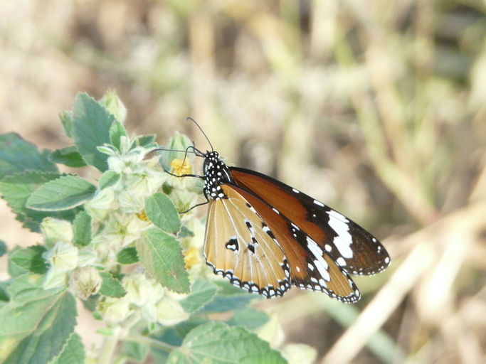 Image of Plain tiger