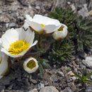 Image of <i>Ranunculus glacialis</i>