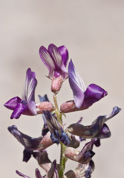 Imagem de Astragalus parvus Hemsl.