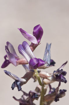 Image de Astragalus parvus Hemsl.