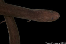 Image of Two-toed Amphiuma