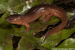 Image of Red Salamander