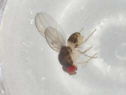 Image of Mycodrosophila